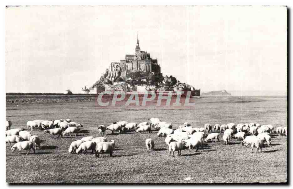 Mont Saint Michel CPA Les celebres prese sales (moutons sheep)